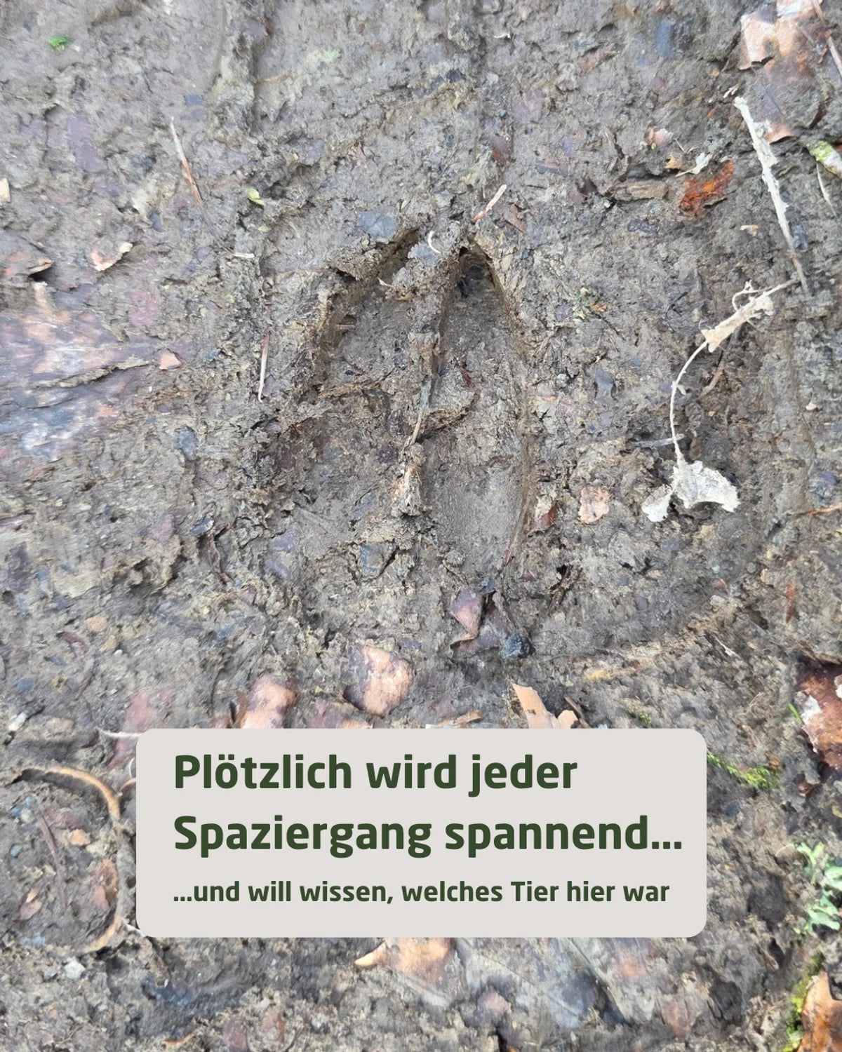 Wildtier-Spurenfächer (PDF zum Selberdrucken)