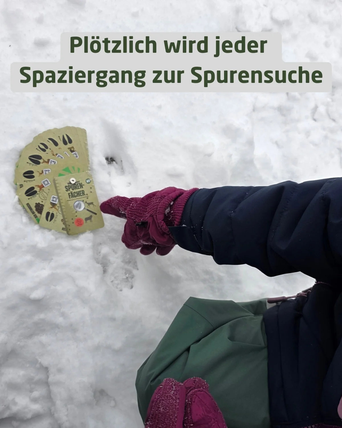 Familien-Set – 2× Spurenfächer, 2× Vogelfächer & 2× Spurenkarten