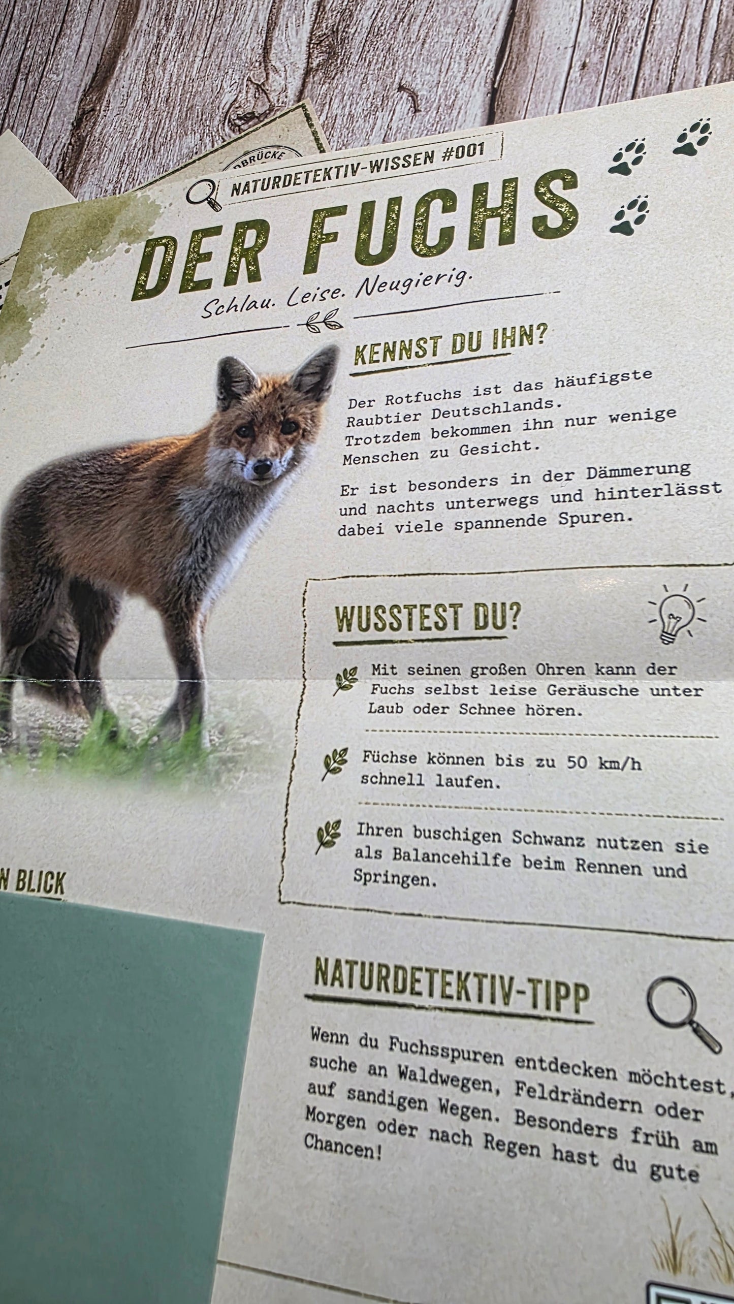 Naturdetektiv-Club – Die monatliche Naturpost für neugierige Kinder