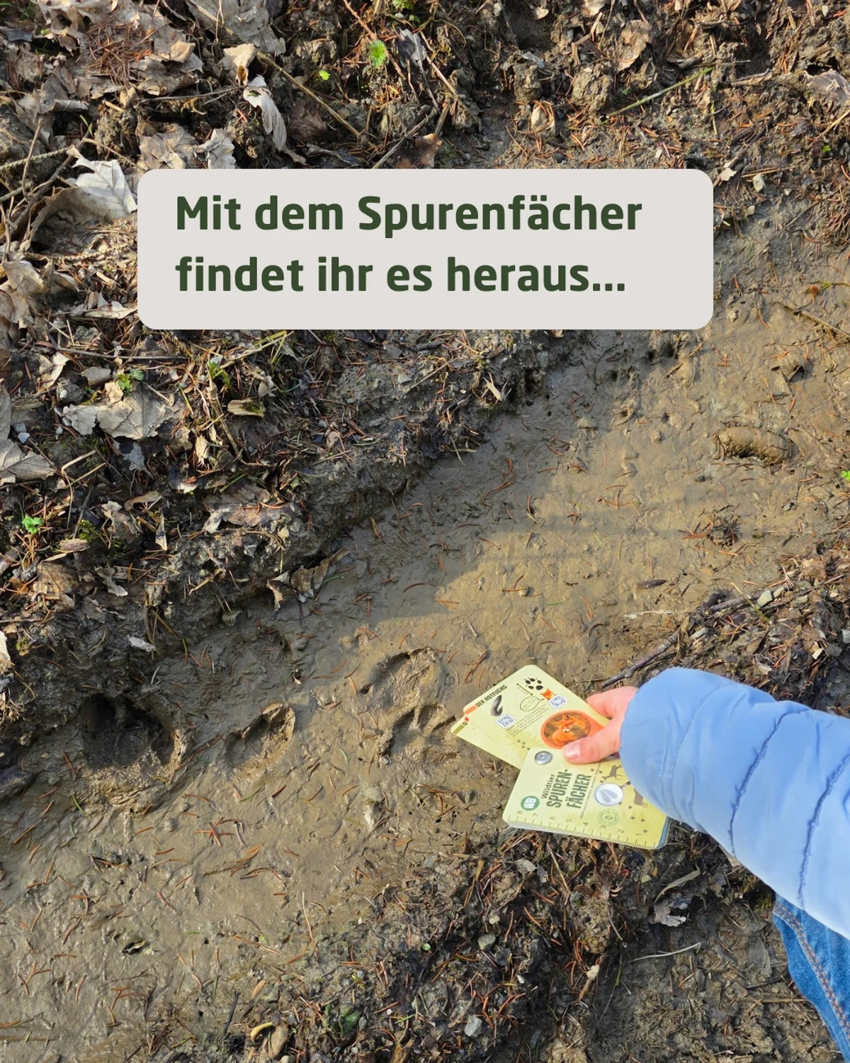 Naturdetektiv-Set – Spurenfächer, Vogelfächer & kostenloses Fernglas