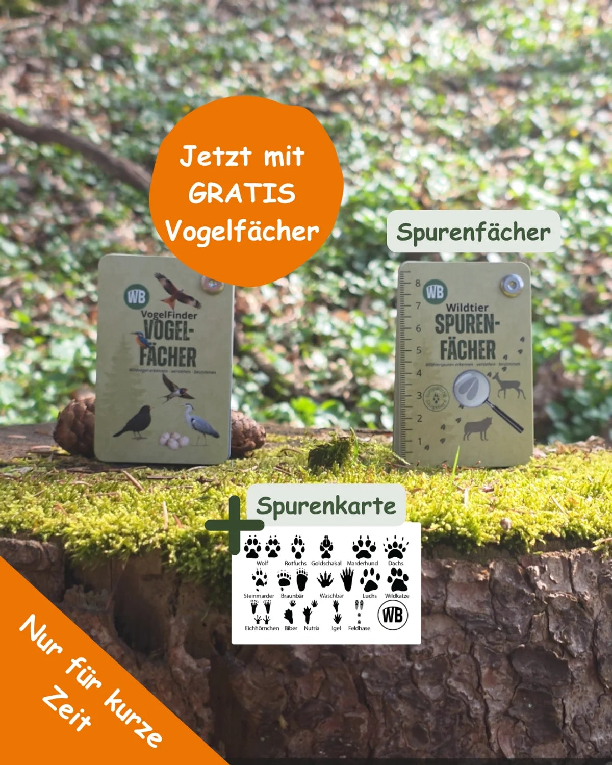 Naturdetektiv-Set – Spurenfächer, Vogelfächer & kostenloses Fernglas